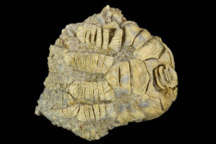 Fossil Crinoid (Cusacrinus) - Alabama #122402